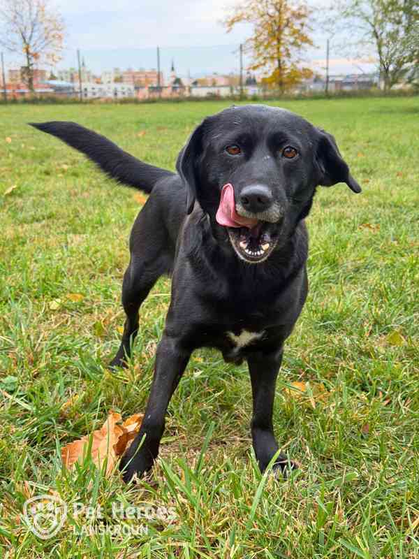 Moana ♥ mini labradorka - foto 5
