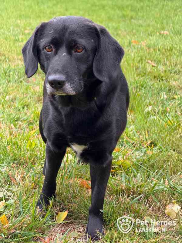 Moana ♥ mini labradorka - foto 4
