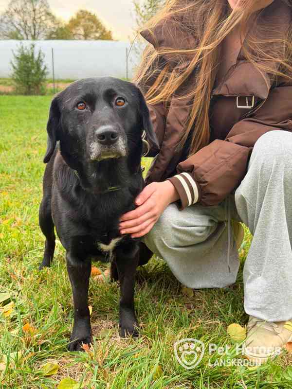 Moana ♥ mini labradorka - foto 3