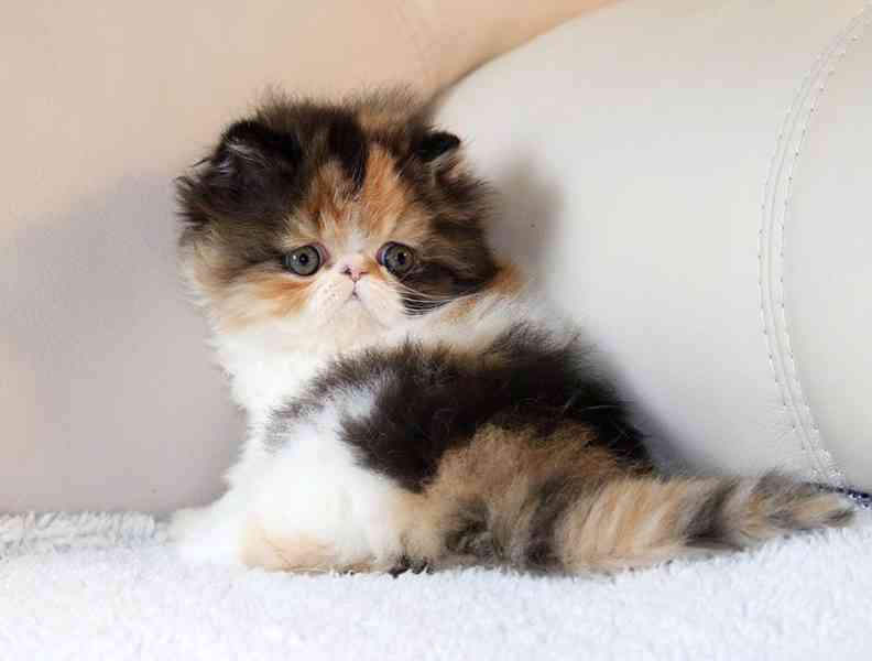 Roztomilá perská koťátka aktuálně k dispozici - foto 1