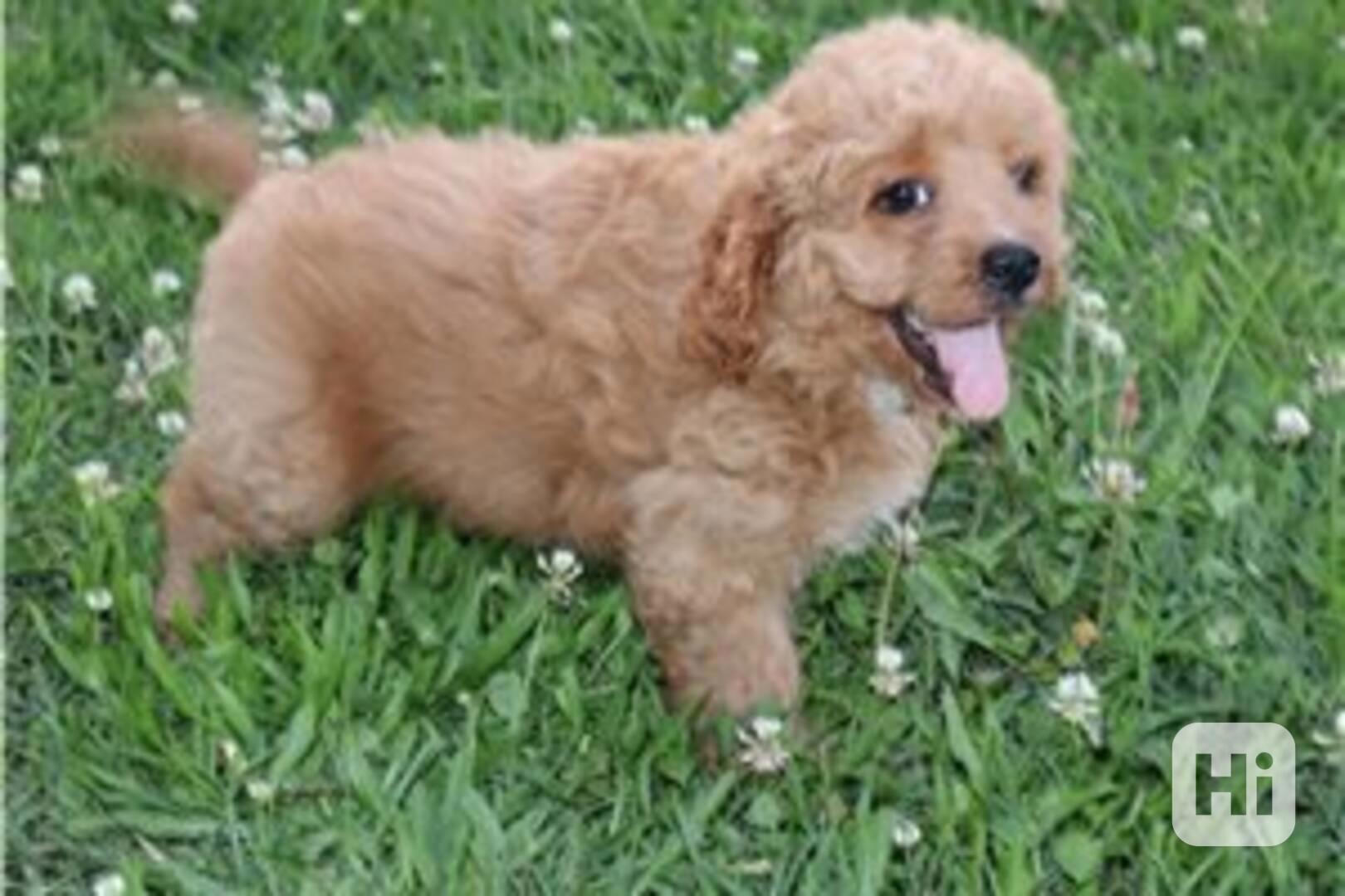 Registrovaná štěňátka plemene Cavapoo Naše roztomilá štěňátk - foto 1