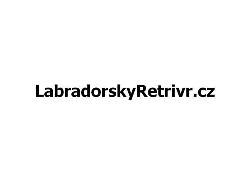 Labradorskyretrivr.cz - foto 1