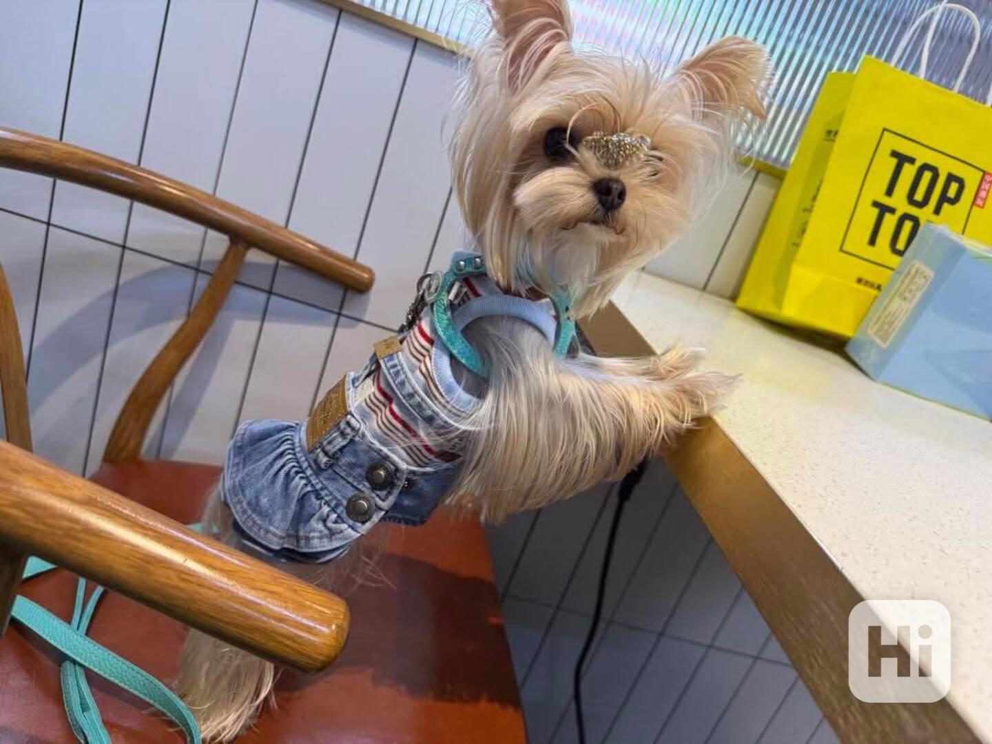 Štěňata jorkšírského teriéra - foto 1