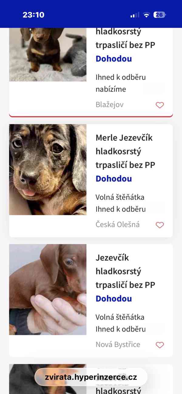 Jezevčík hladkosrstý trpasličí  - foto 6