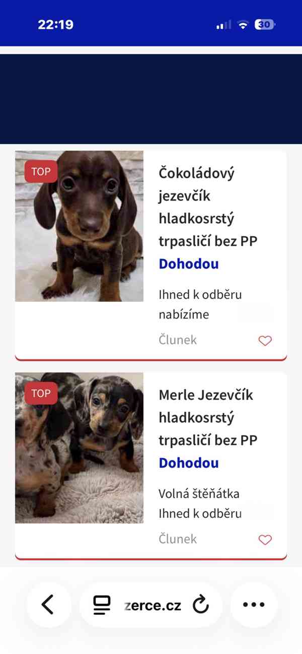 Jezevčík hladkosrstý trpasličí  - foto 3