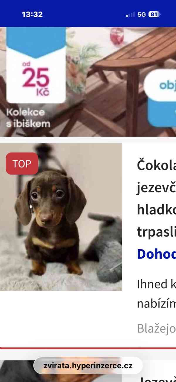 Jezevčík hladkosrstý trpasličí  - foto 5
