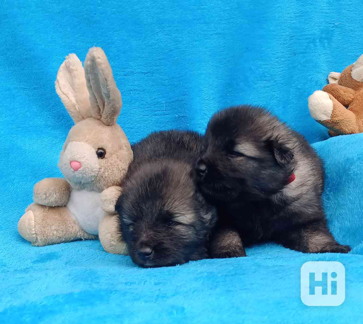 Německý špic vlčí prodám štěňata s PP - foto 1