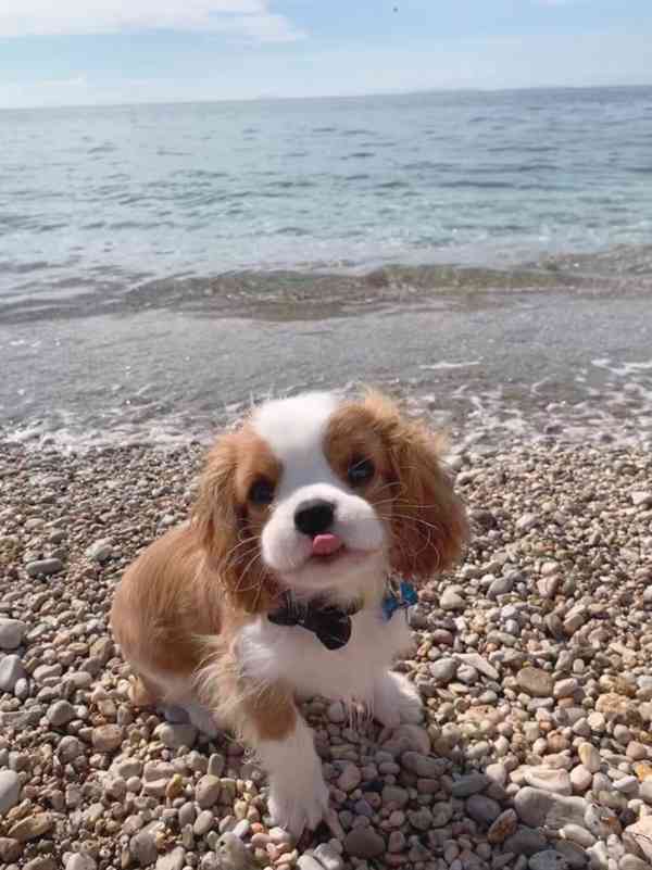  Volná štěňata kavalír King Charles španěl k adopci   - foto 3