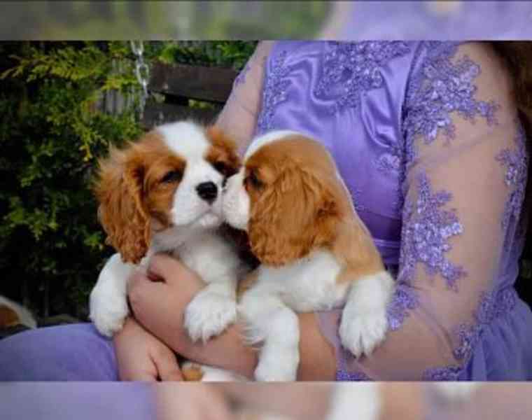  Volná štěňata kavalír King Charles španěl k adopci   - foto 4