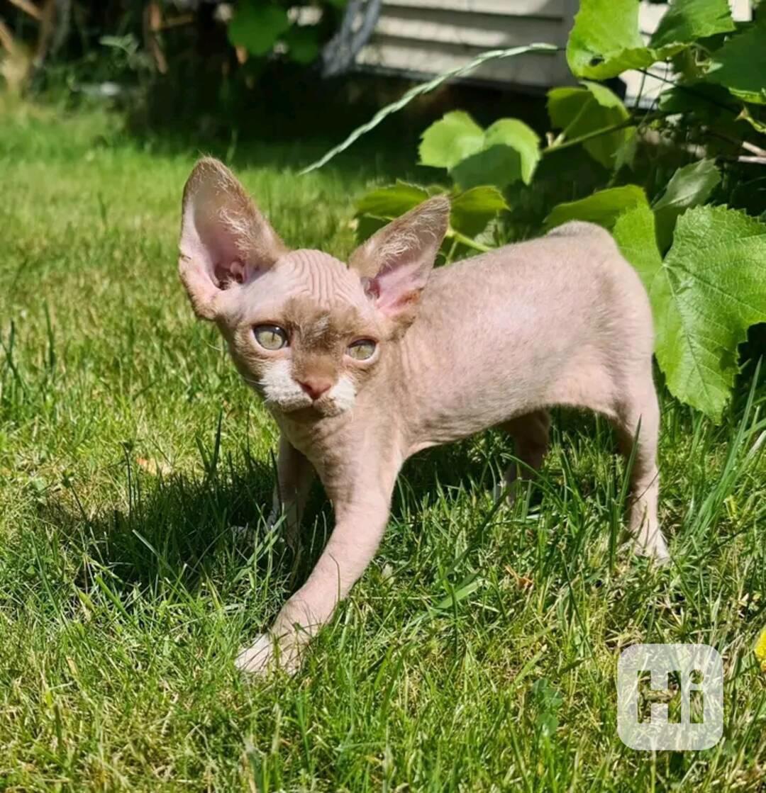 Prodám koťátka devon Rex - foto 1