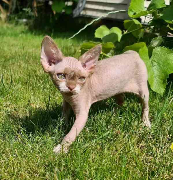 Prodám koťátka devon Rex - foto 1
