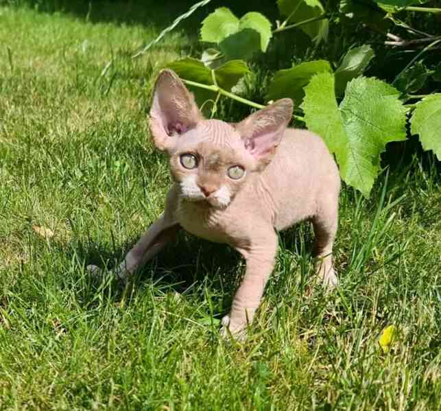 Prodám koťátka devon Rex - foto 2