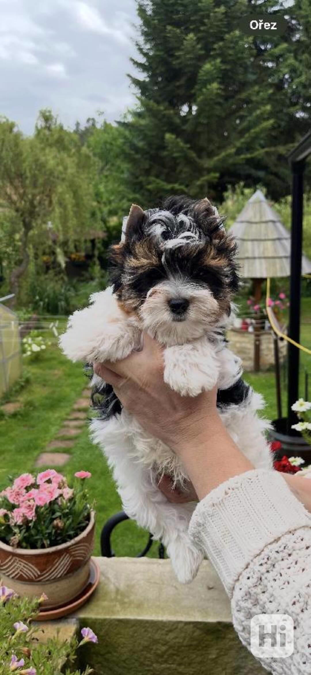 pejsek biewer yorkshire terrier - foto 1