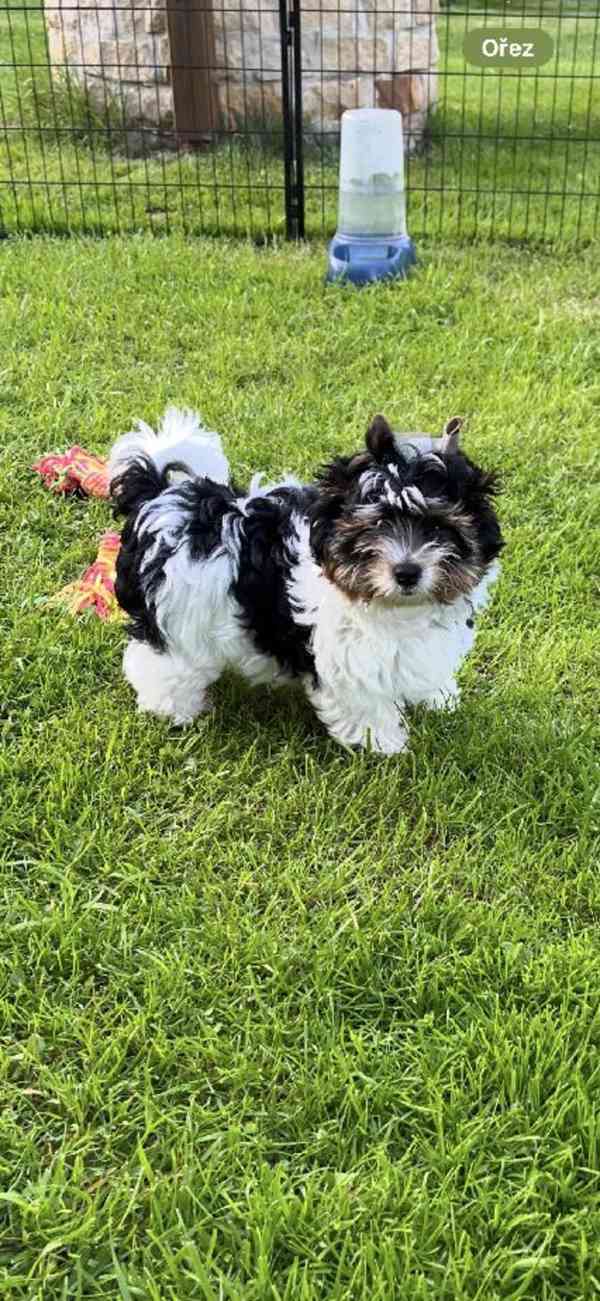 pejsek biewer yorkshire terrier - foto 2