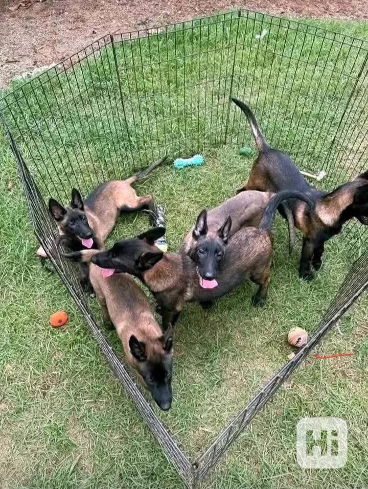 Prodám kastrovaná štěňata belgického malinoise - foto 1
