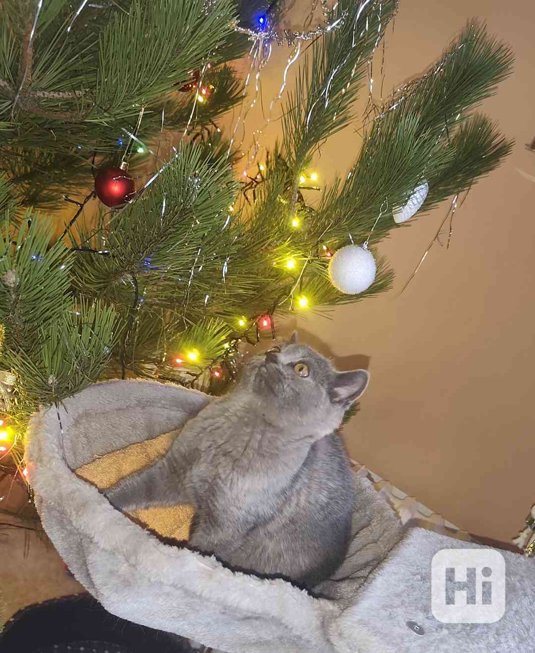 Britská modrá koťata bez PP, - foto 1