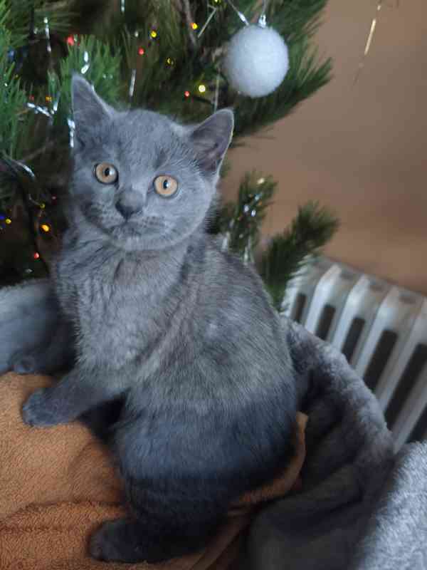 Britská modrá koťata bez PP, - foto 3