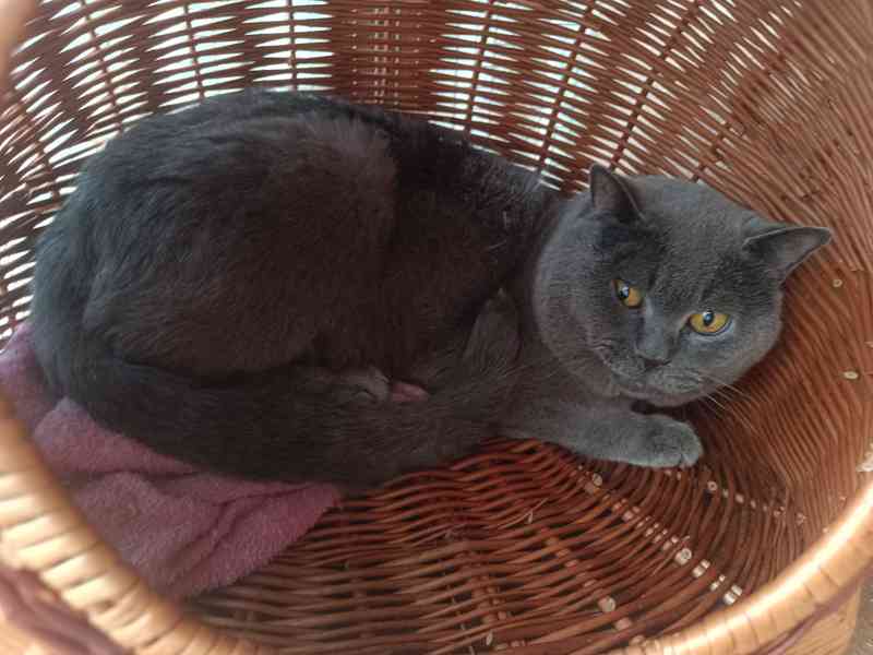 Britská modrá koťata bez PP, - foto 5