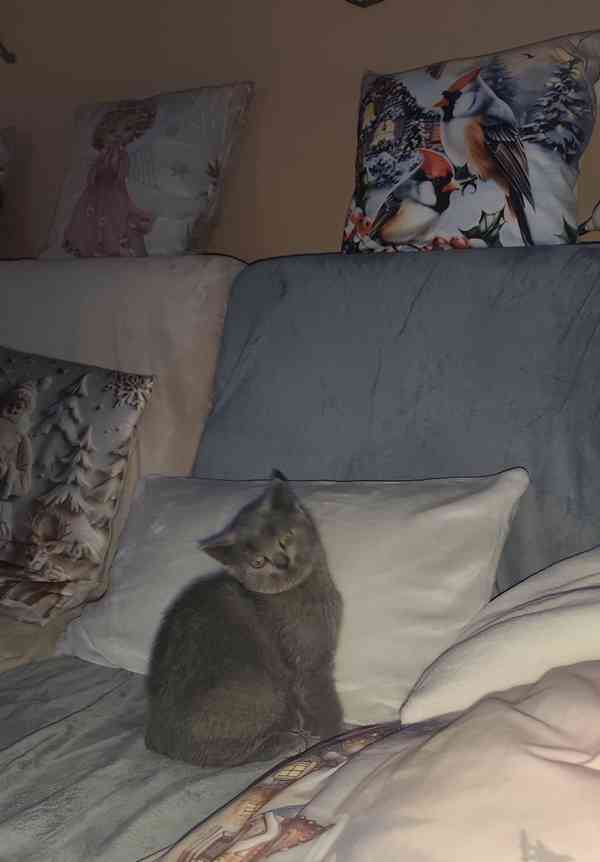 Britská modrá koťata bez PP, - foto 4