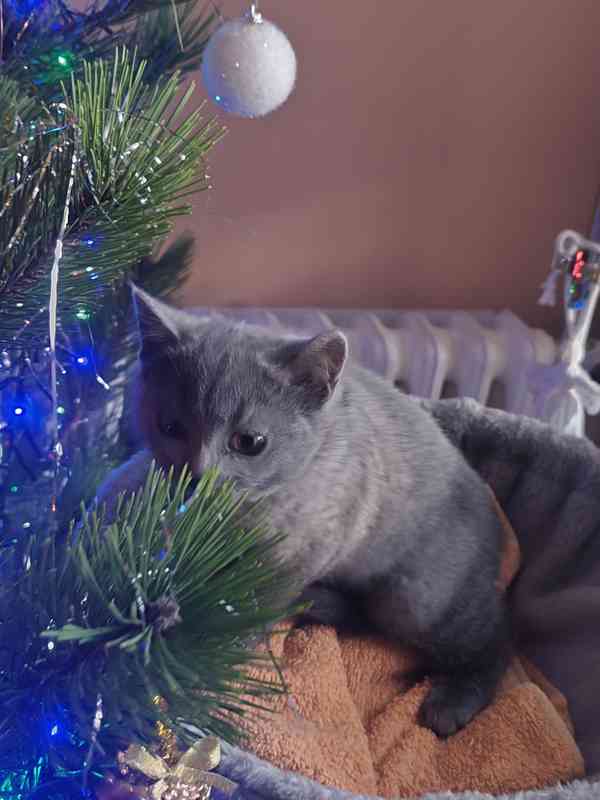 Britská modrá koťata bez PP, - foto 2