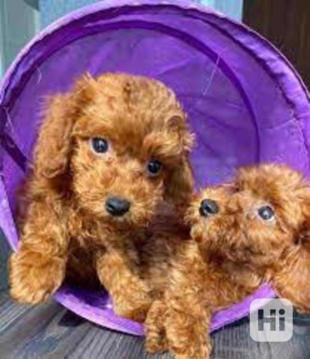 DNA testovaný asijský toy pudl - foto 1