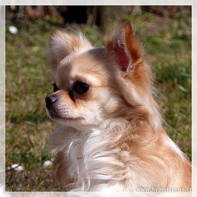 Čivava-štěňátka zlatá i bílá se znaky, dlouhosrstá - foto 1