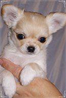 Čivava-štěňátka zlatá i bílá se znaky, dlouhosrstá - foto 2