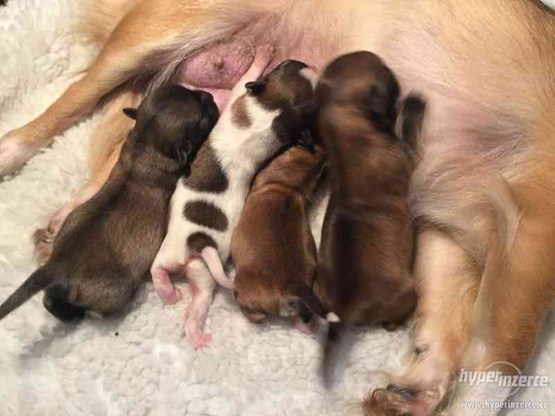 Čivava-štěňátka zlatá i bílá se znaky, dlouhosrstá - foto 3