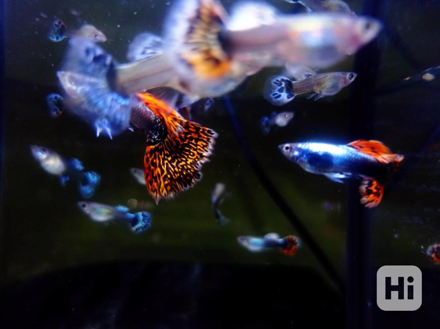 Poecilia reticulata - Red Mosaic Dumbo Ear - foto 1