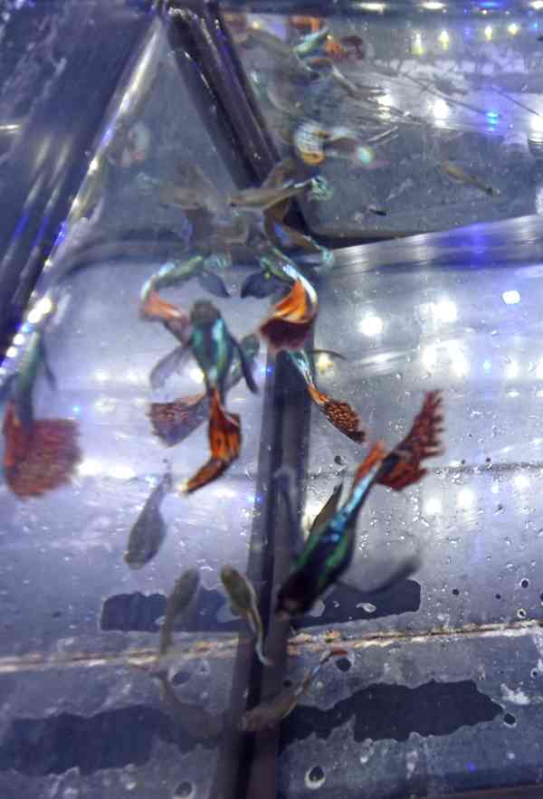 Poecilia reticulata - Red Mosaic Dumbo Ear - foto 7