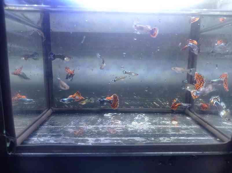 Poecilia reticulata - Red Mosaic Dumbo Ear - foto 11