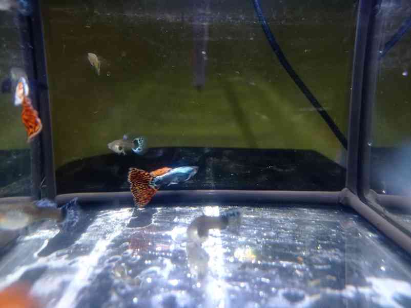 Poecilia reticulata - Red Mosaic Dumbo Ear - foto 10