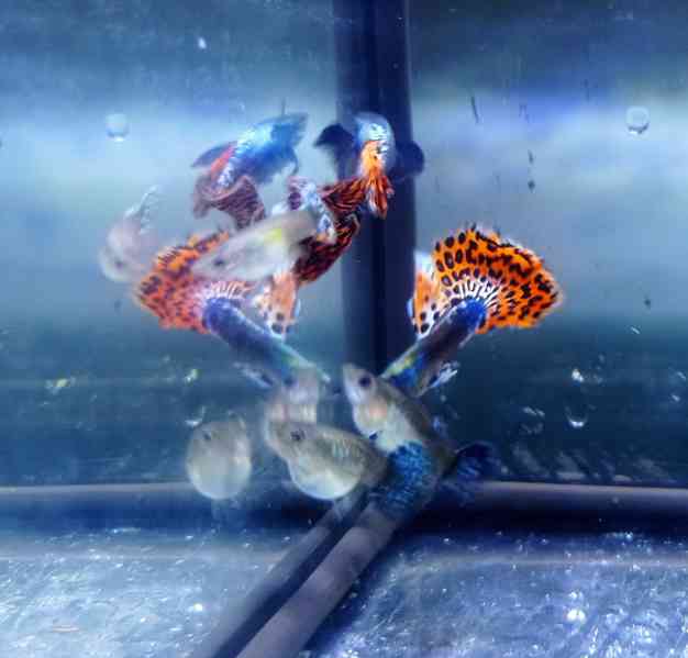 Poecilia reticulata - Red Mosaic Dumbo Ear - foto 2