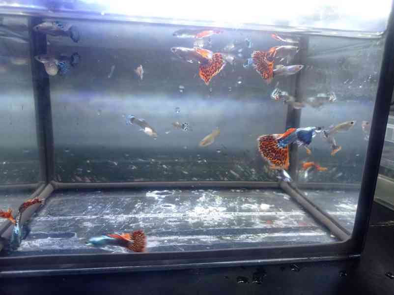 Poecilia reticulata - Red Mosaic Dumbo Ear - foto 13