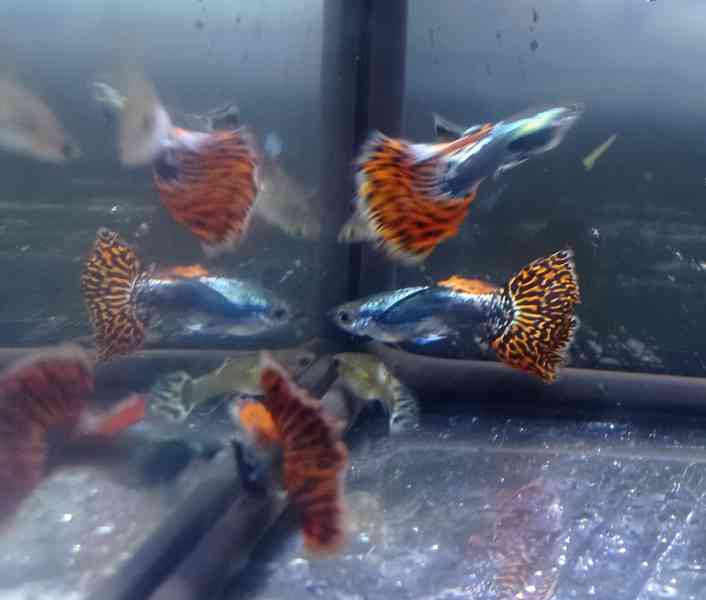 Poecilia reticulata - Red Mosaic Dumbo Ear - foto 14