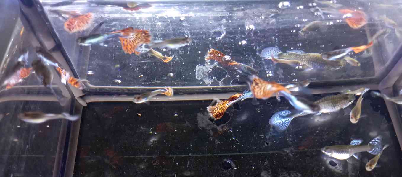 Poecilia reticulata - Red Mosaic Dumbo Ear - foto 20