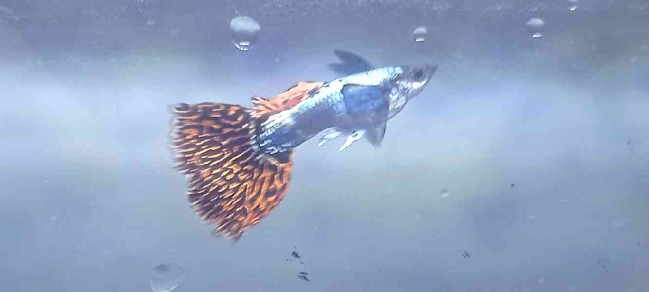 Poecilia reticulata - Red Mosaic Dumbo Ear - foto 5