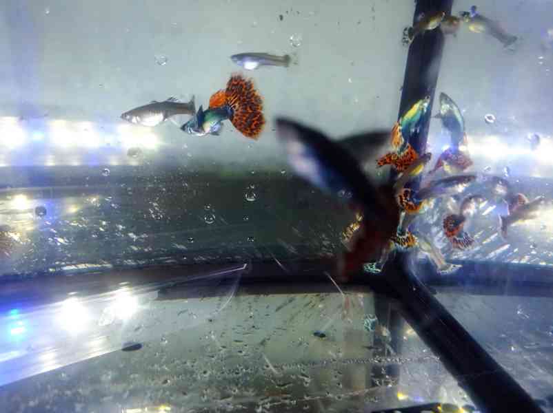 Poecilia reticulata - Red Mosaic Dumbo Ear - foto 16