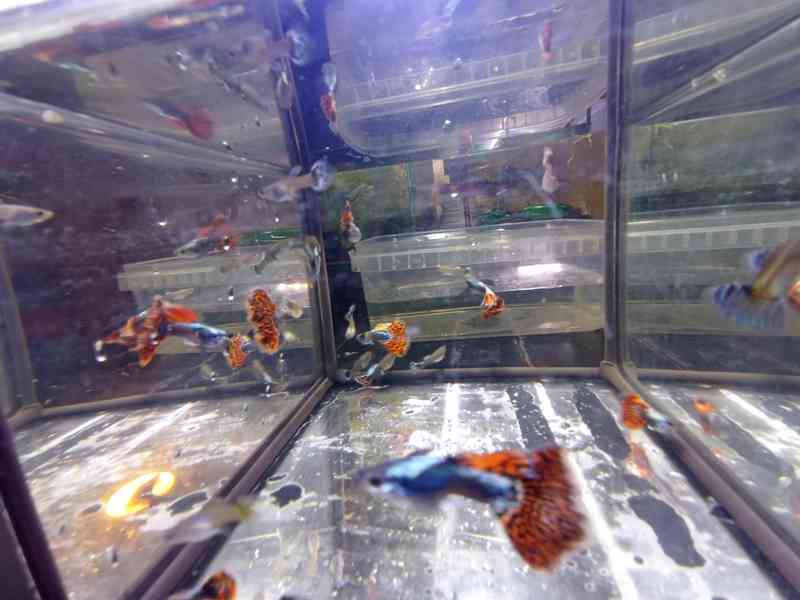 Poecilia reticulata - Red Mosaic Dumbo Ear - foto 19