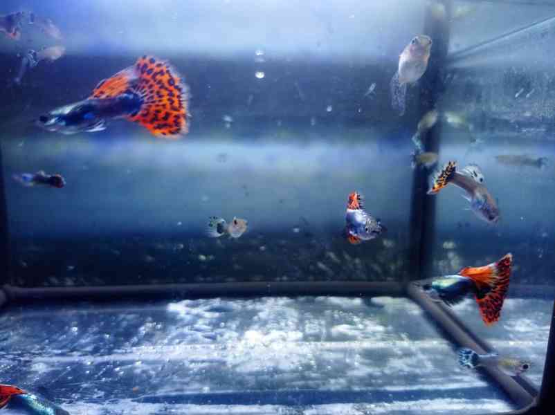 Poecilia reticulata - Red Mosaic Dumbo Ear - foto 18