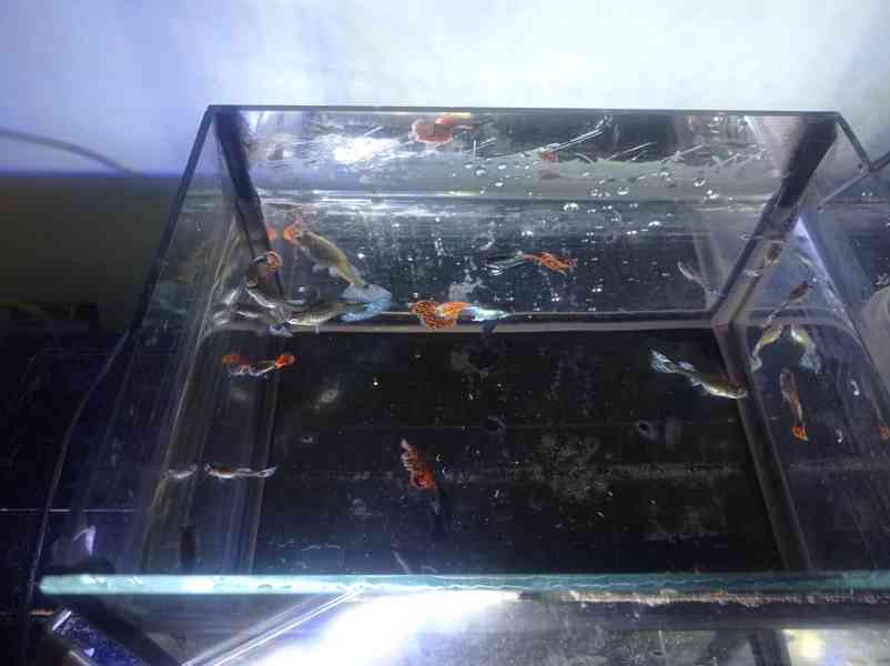 Poecilia reticulata - Red Mosaic Dumbo Ear - foto 15