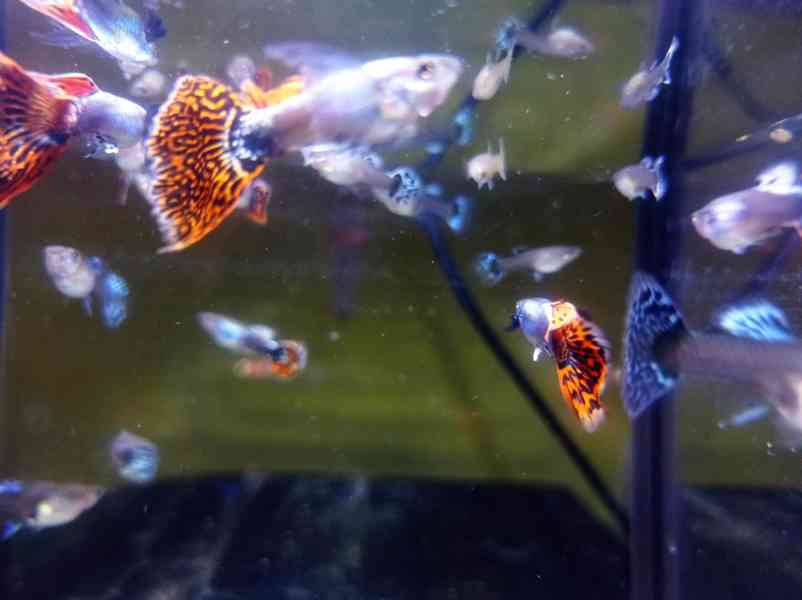 Poecilia reticulata - Red Mosaic Dumbo Ear - foto 9