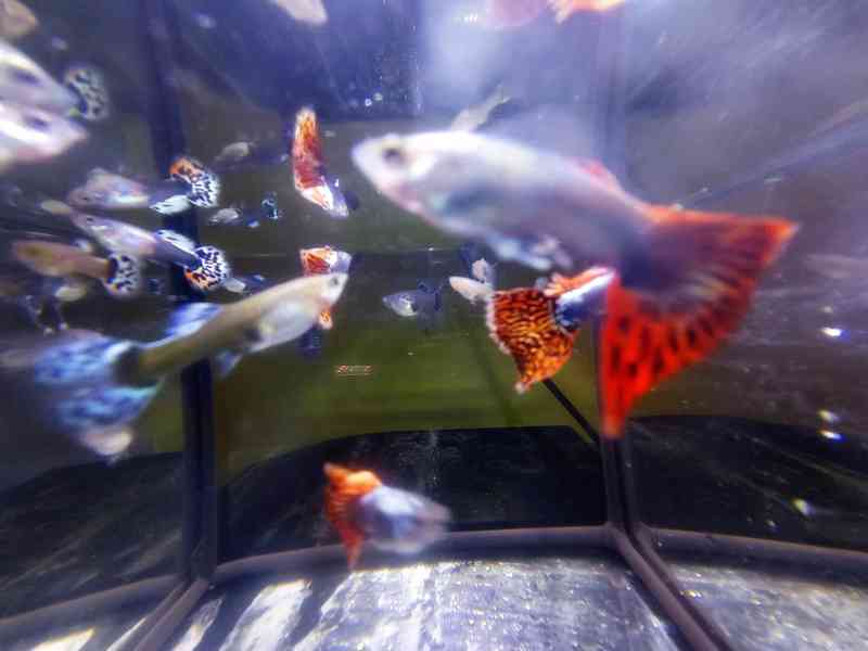 Poecilia reticulata - Red Mosaic Dumbo Ear - foto 17