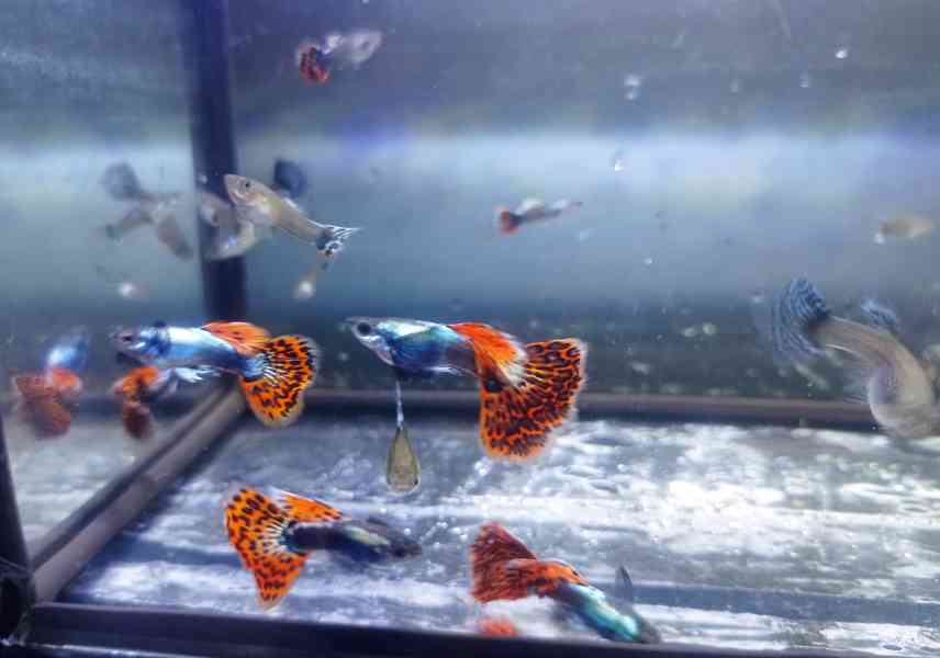 Poecilia reticulata - Red Mosaic Dumbo Ear - foto 3