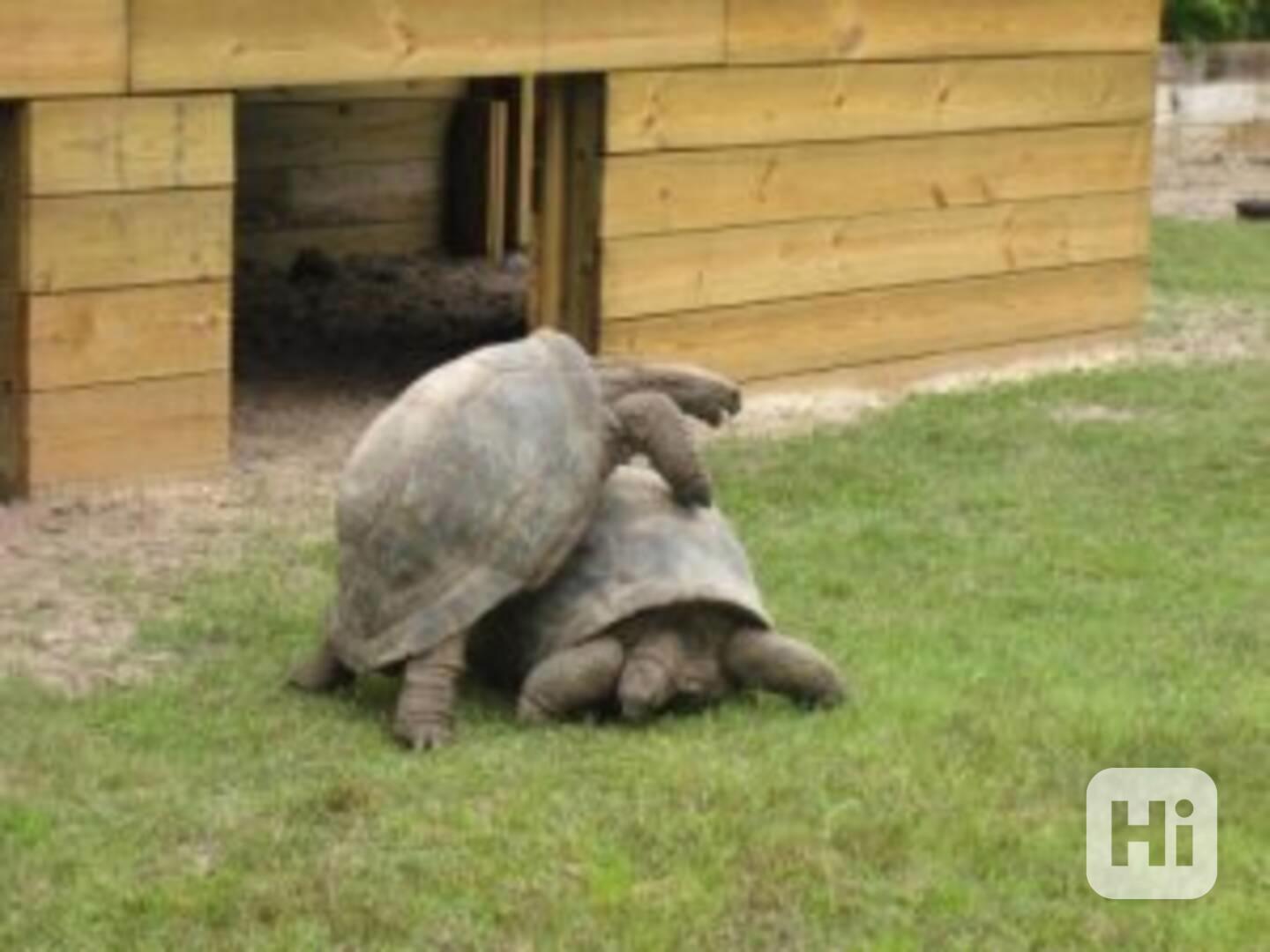 Aldabra, sulcata, paprskovitá, k dispozici i další plemena - foto 1