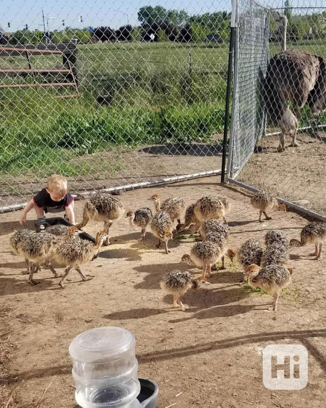 🪶🐣 Krásná pštrosí mláďata na prodej - foto 1