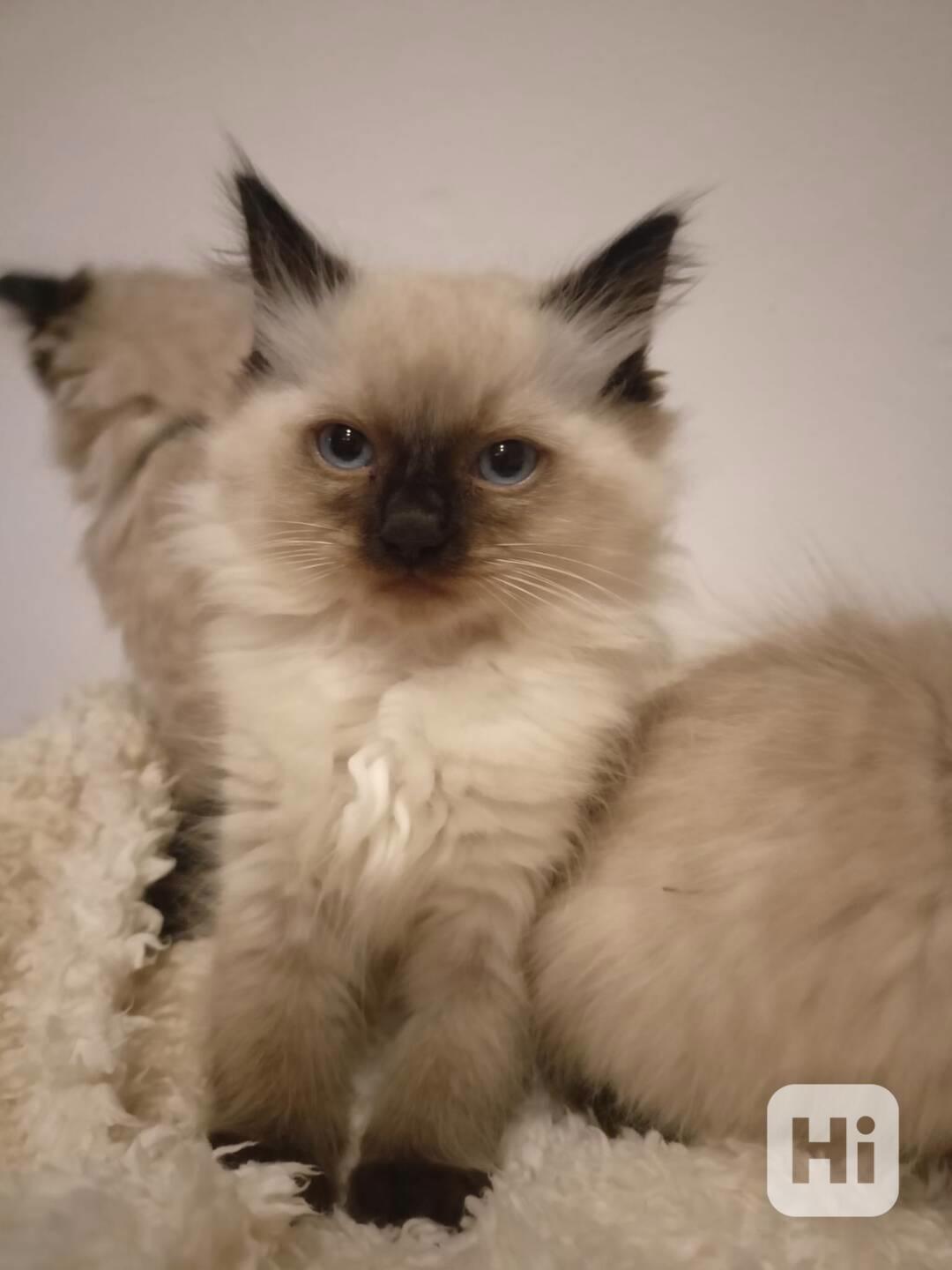 Ragdoll kotatka - foto 1