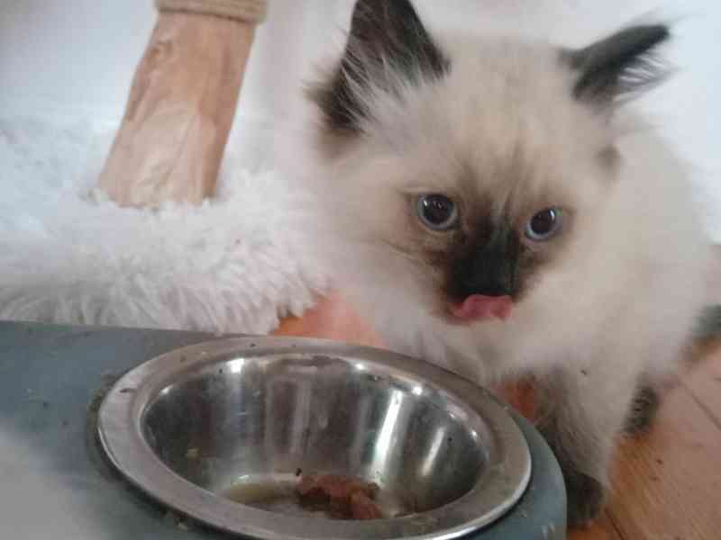 Ragdoll kotatka - foto 7