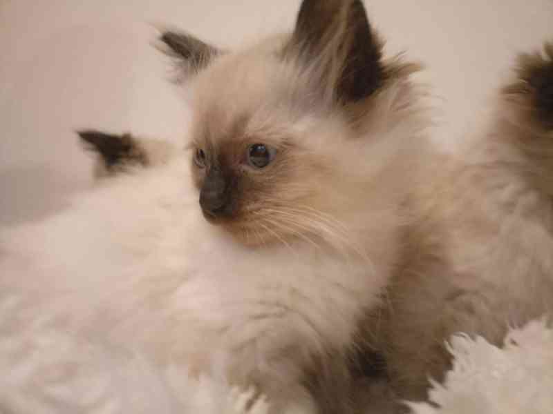 Ragdoll kotatka - foto 3