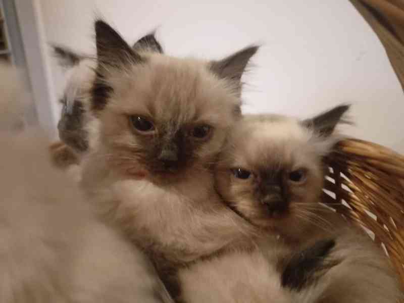 Ragdoll kotatka - foto 5